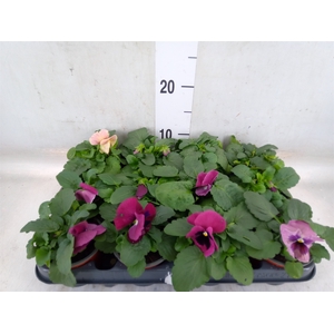Viola wr. 'Delta Rose Surprise'