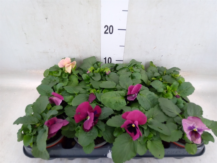 <h4>Viola wr. 'Delta Rose Surprise'</h4>