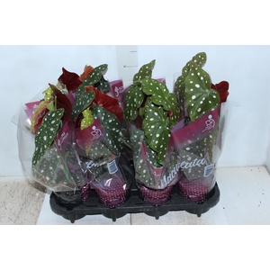 BEGONIA MACULATA P13 PO