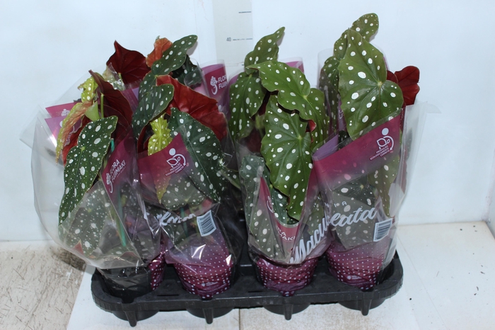 <h4>BEGONIA MACULATA P13 PO</h4>