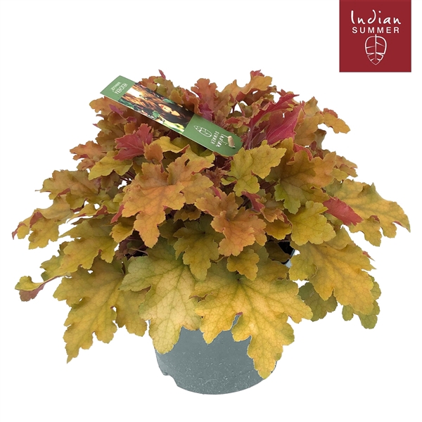 <h4>Heuchera 'Indian Summer' Orange</h4>