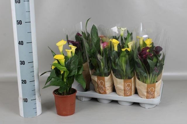 <h4>ZANT GEM 6 KL</h4>