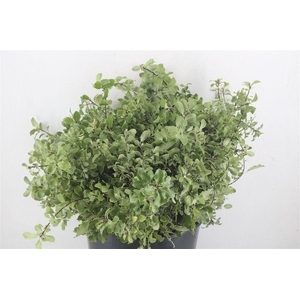 Pittosp Nevato Wit 150gr P Bunch