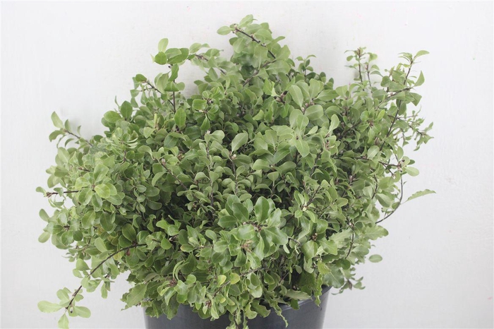 <h4>Pittosp Nevato Wit 150gr P Bunch</h4>