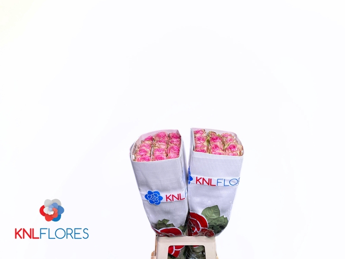 <h4>R GR ESPERANCE</h4>