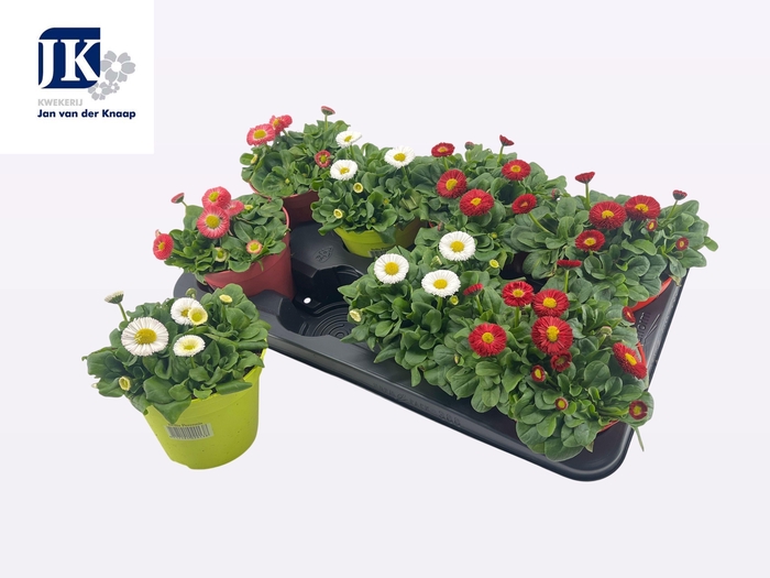 <h4>BELLIS PERENNIS GEM</h4>