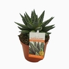 arr8 Haworthia Royal Albert