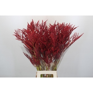 Bromelia Red Paloma