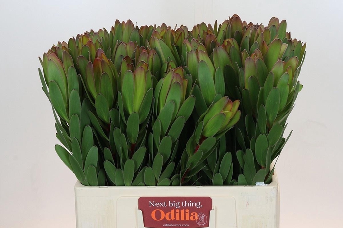 <h4>LEUCAD SAF GOLDSTRIK</h4>