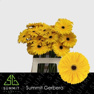 Gerbera Olympic Gold Water