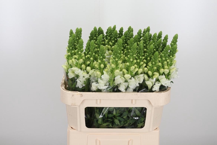 <h4>Antir Antibes White</h4>