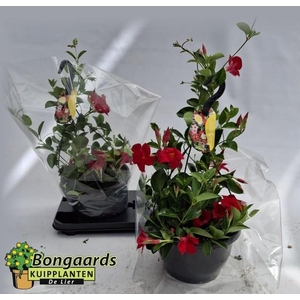MANDE SUN RED