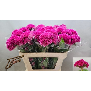 CEL C ROSE DELIGHT