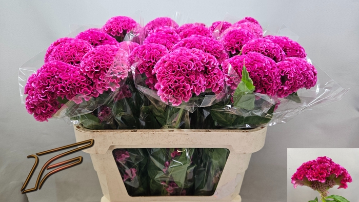 <h4>CEL C ROSE DELIGHT</h4>