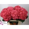 Hydrangea sibilla red