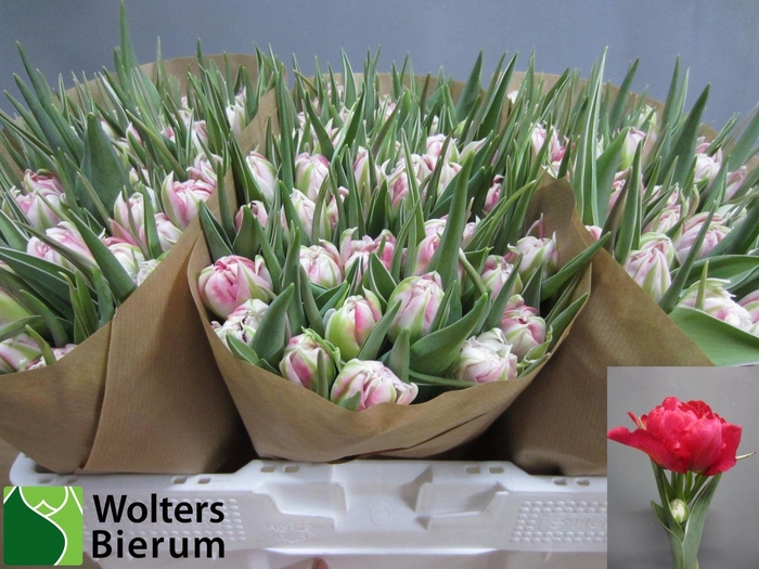 <h4>TU DU FLASH POINT</h4>