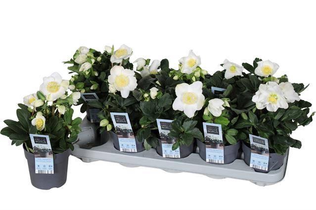 <h4>HELL NI CHR CAROL</h4>