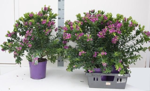 POLYGA MYRTIFOLIA