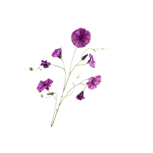 Petunia Violet
