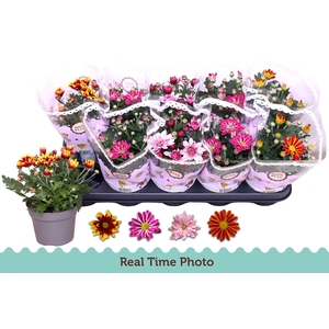 CHRYS GEM 2 KL BLOEM