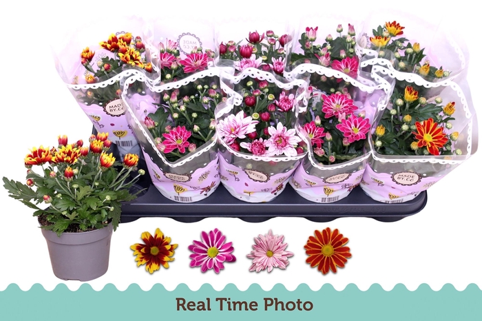 <h4>CHRYS GEM 2 KL BLOEM</h4>