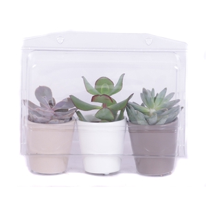 3x succulent 5,5 cm in 3 kleuren keramiek sierpot in blister