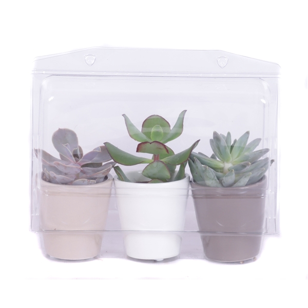 <h4>3x succulent 5,5 cm in 3 kleuren keramiek sierpot in blister</h4>