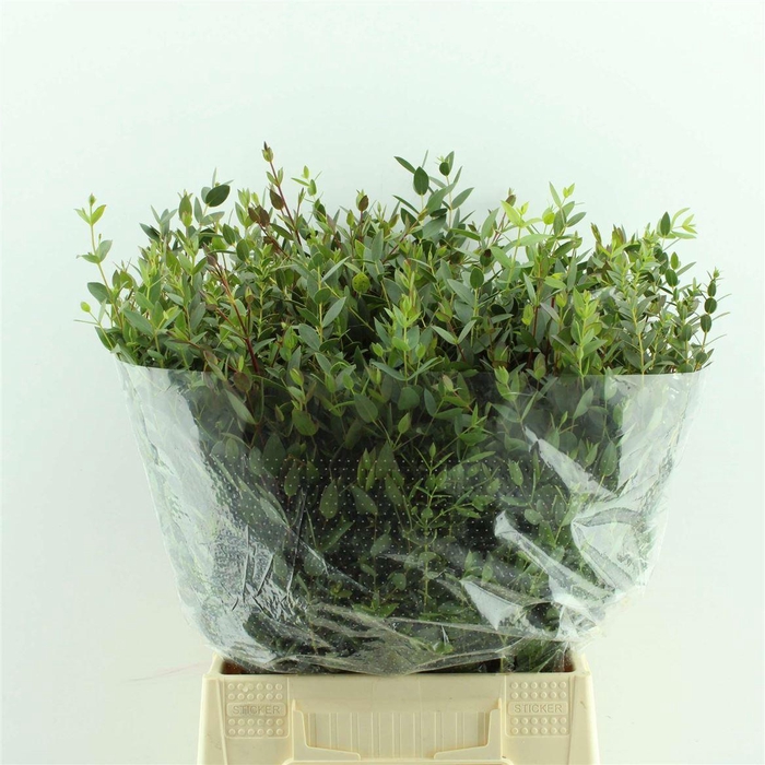 <h4>Eucalyptus parvifolia .../bos</h4>