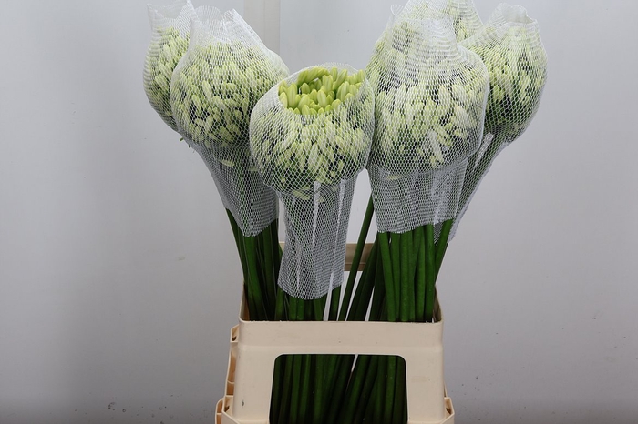 <h4>Agap Gletsjer 70cm</h4>