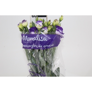 LISIANTHUS CROMA III BLUE PICOTEE BRANCO E ROXO 060 CM
