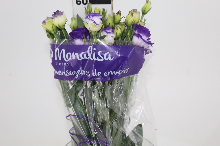 <h4>LISIANTHUS CROMA III BLUE PICOTEE BRANCO E ROXO 060 CM</h4>