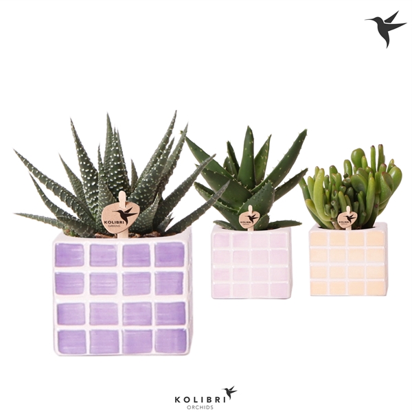 <h4>Kolibri Greens Succulenten mix in Mosa pot pink mix</h4>