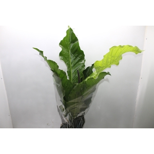 ANTHURIUM HOOKERI P19
