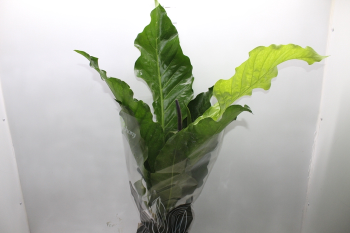 <h4>ANTHURIUM HOOKERI P19</h4>