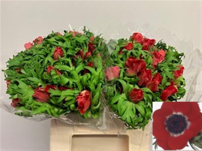 <h4>ANEM CO GALIL ROOD</h4>