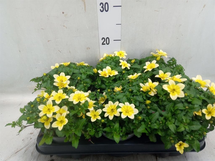 <h4>Bidens   ...</h4>