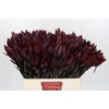 Leucadendron Saf Sunset Dark R.