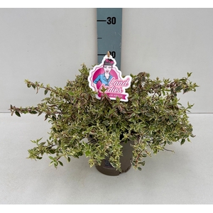 Abelia Swirly Bells 19T NEW!!!