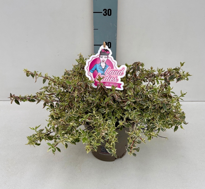 <h4>Abelia Swirly Bells 19T NEW!!!</h4>