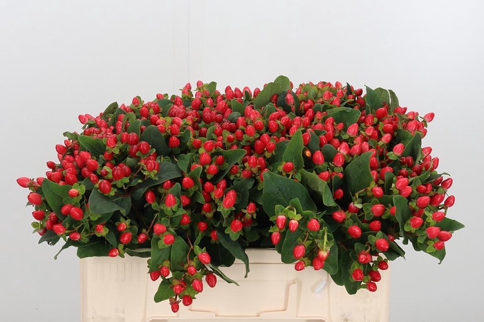 <h4>Hyp Mag Triumph</h4>