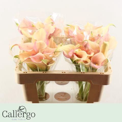 <h4>ZANT HONEYMOON</h4>