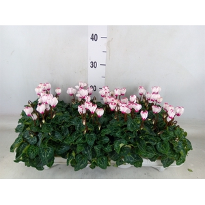 Cyclamen KL 'Metis Victoria Outsta'