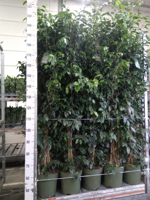<h4>Ficus benja. 'Danielle'</h4>