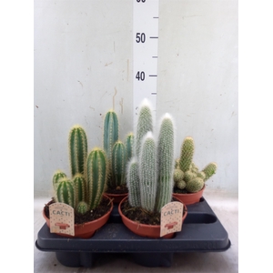 Cactus   ...mix