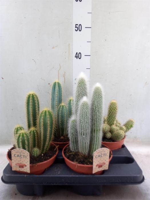 <h4>Cactus   ...mix</h4>