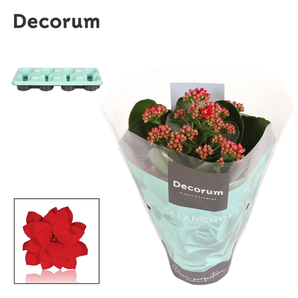 Kalanchoe Decorum - Red