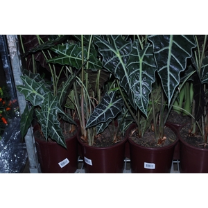 ALOCASIA POLLY P23