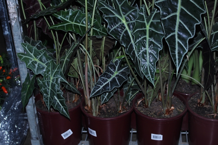 ALOCASIA POLLY P23