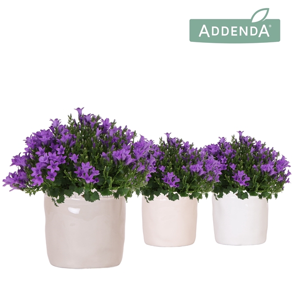 <h4>Campanula Addenda Ambella Intense purple in Stones pot mix</h4>
