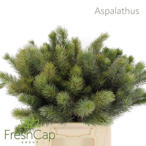 Aspalathus